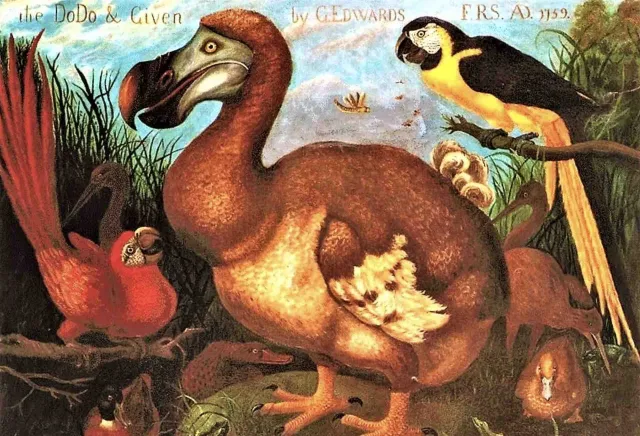 Cuadro donde aparece un pájaro dodo, entre otras aves