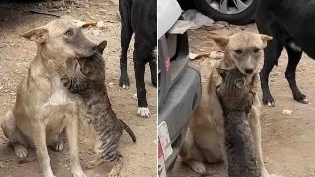 Gato abraza a perro tras temblor