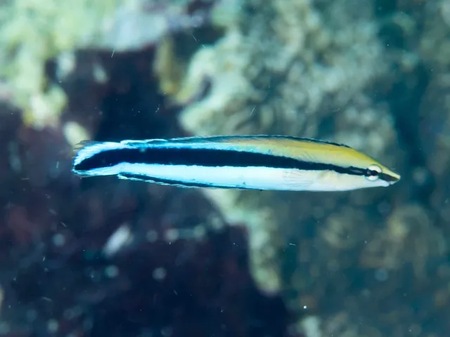 Pez lábrido limpiador en un arrecife de coral