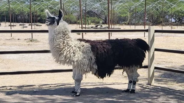 Llama asegurada por Fiscalía General de la República