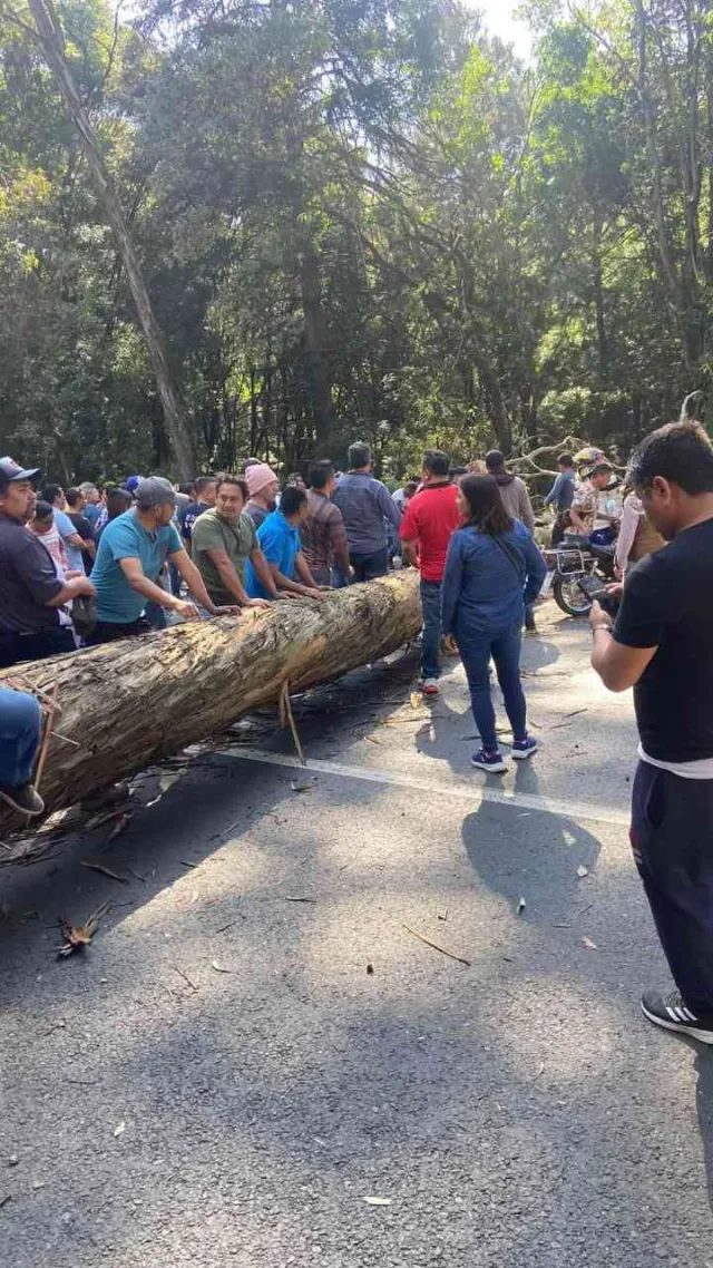 Automovilistas intentaron retirar el tronco sin éxito