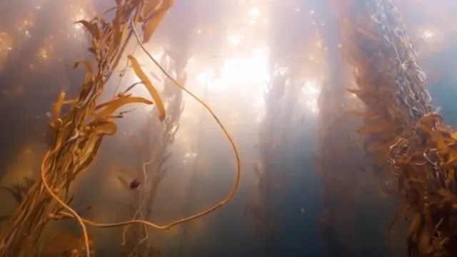 Bosque de Kelp, laminarias