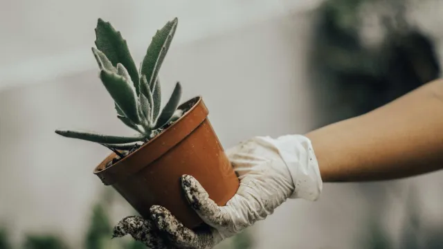 Mano sostiene una maceta con una planta
