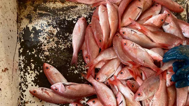 Ejemplares pequeños de huachinango