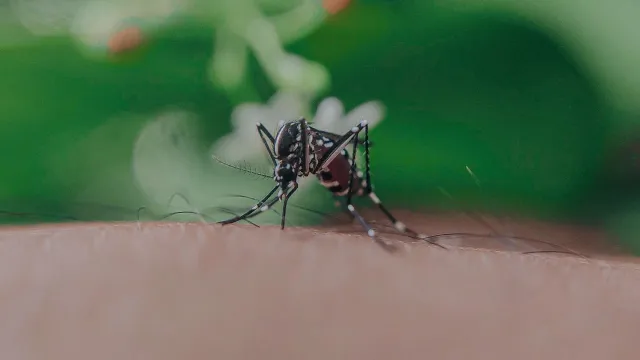 La malaria se transmite por la picadura de mosquitos hembras