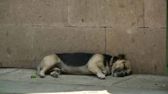 Autoridades de FACDYC en NL cuidan y dan cariño a perro abandonado. Foto: N+ 