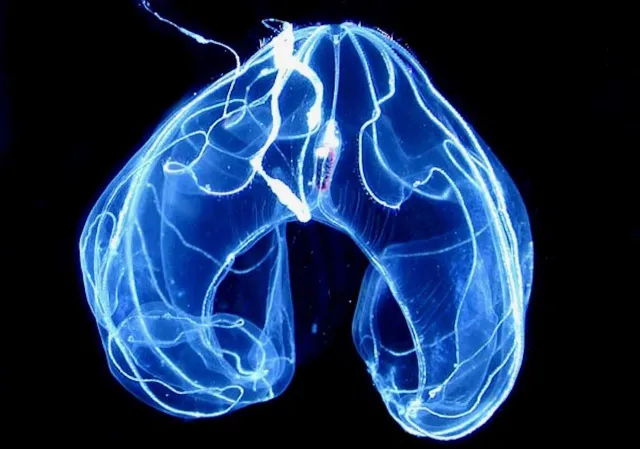 Ctenóforo bioluminiscente del grupo de los lobados