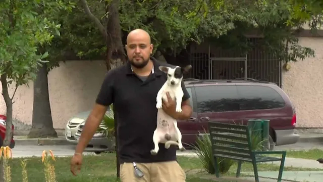 Rescata familia a su perro paco luego de dejarlo en avenida accidentalmente. Foto: N+