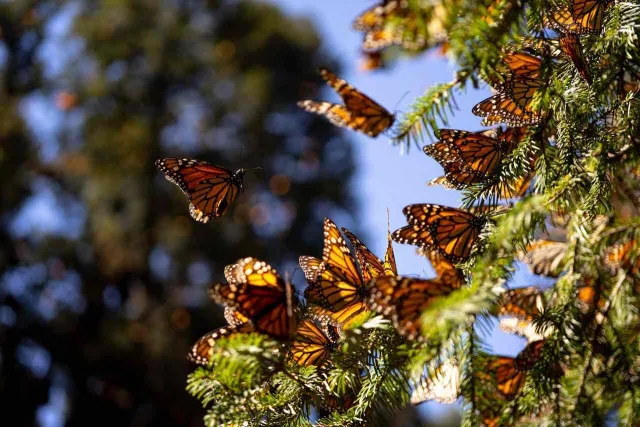 Así afectan las manchas de las alas de la mariposa monarca en su