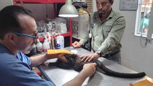 veterinarios rescatistas cuidan de los monos aulladores en Veracruz