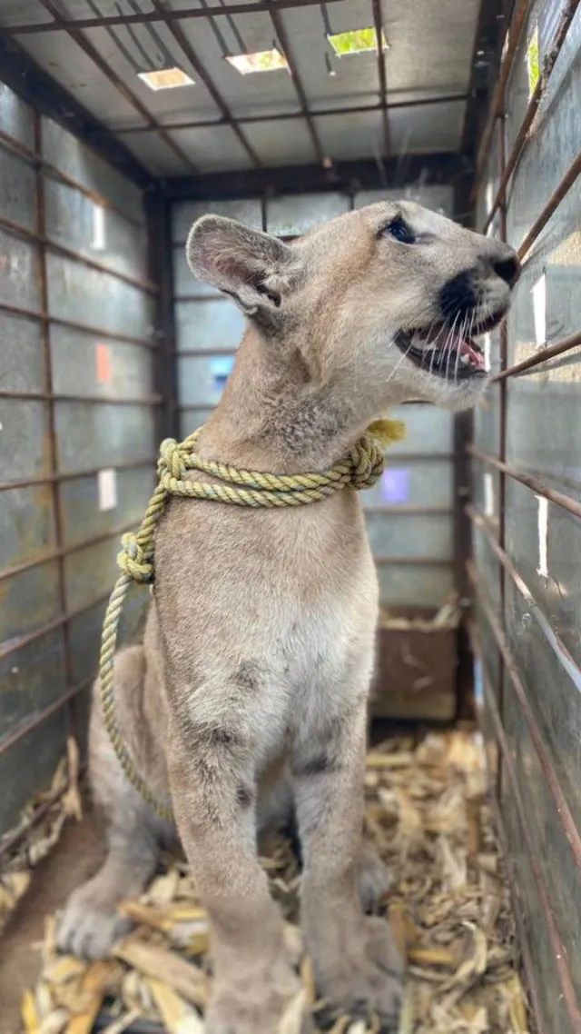 El puma fue trasladado a un santuario para evaluar la reintegración a su habitat. Foto: N+