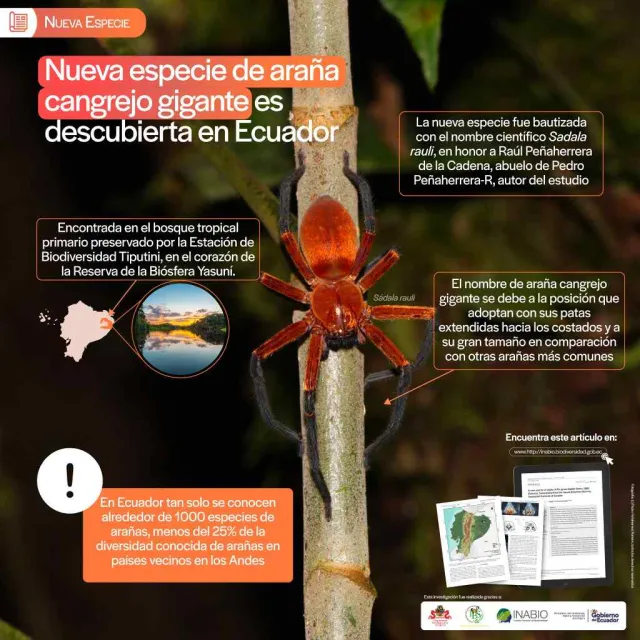 Características Araña Cangrejo Gigante