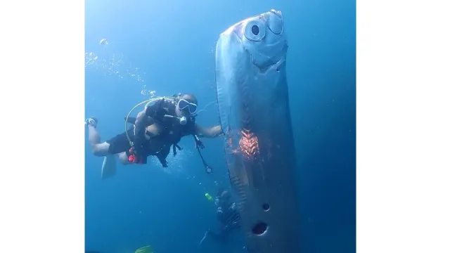 Pez remo visto en aguas de Taiwán por dos buzos