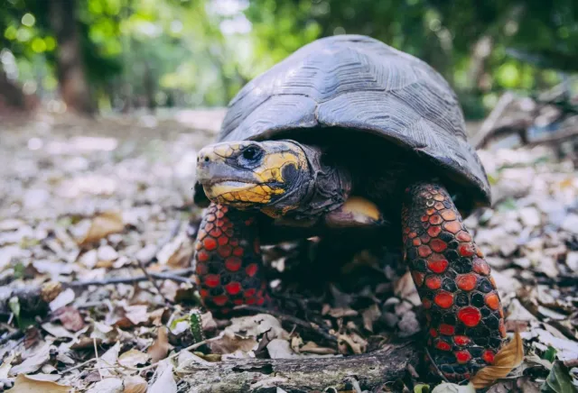 Rescatan a Tortugas en Paquetería en CDMX; Iban a Acapulco