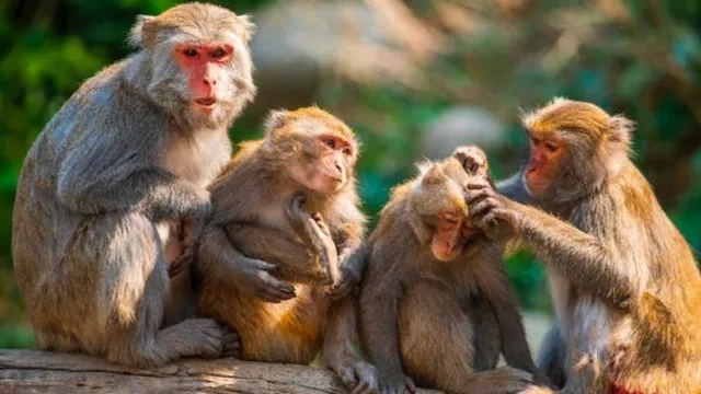 Manada de monos rhesus que tienen más sexo entre ellos que con las hembras