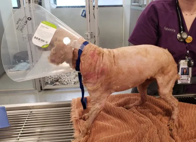 Perrito Cubierto con Más de 3 Kilos de Pelo en EU