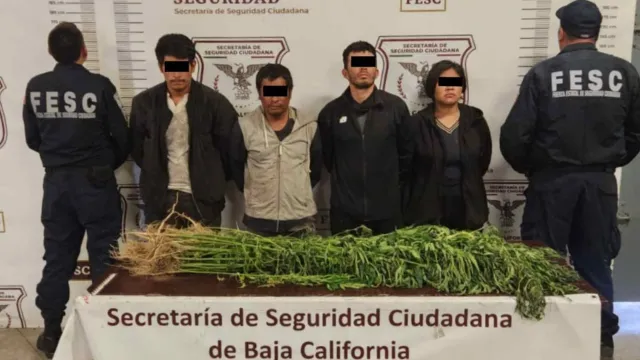 Detenidos en plantío de marihuana de Tecate, Baja California. Foto: SSCBC