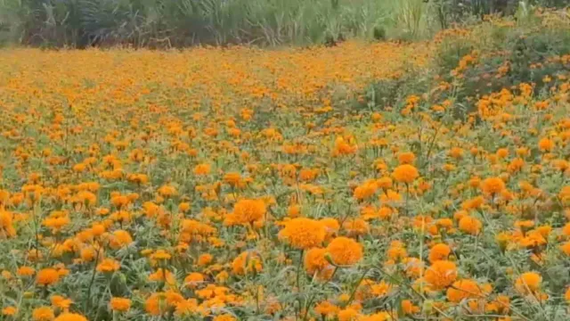 La emblemática flor de todos santos se cosecha en tierras de Veracruz | Foto: Denisse López | N+