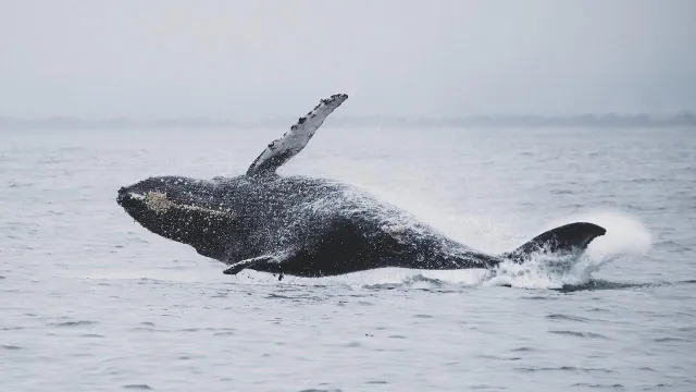 Ballena salta sobre las aguas