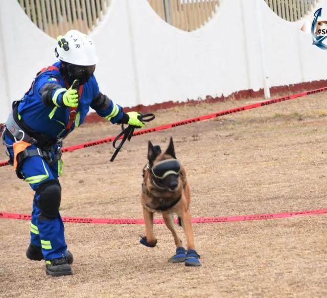 Perrita Rescatista Maya Podría Ayudar en Acapulco Tras Huracán Otis