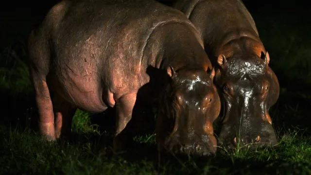 Hipopótamos fotografiados en la noche en Colombia