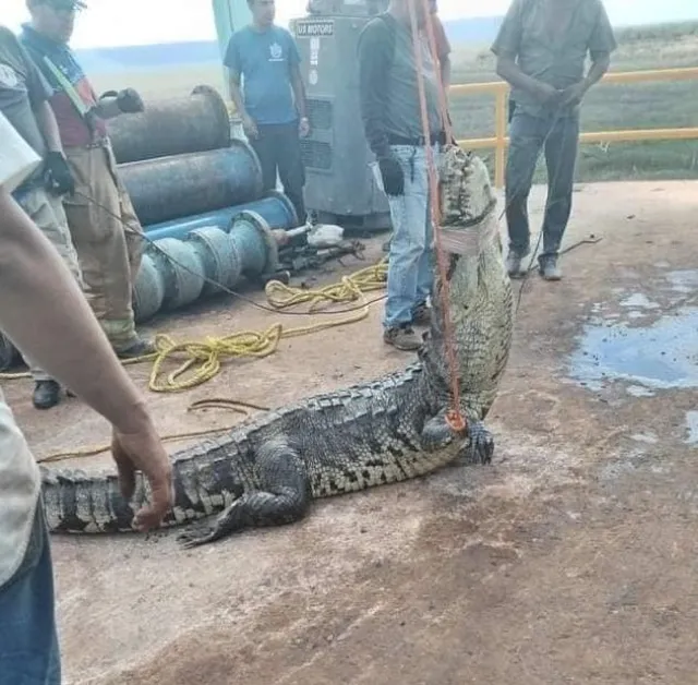 Cocodrilo atrapado en una tubería de Ciudad Victoria, Tamaulipas