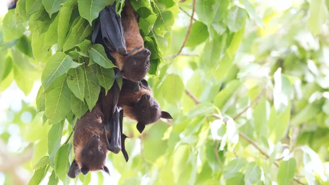 Murciélagos colgados de cabeza en un árbol