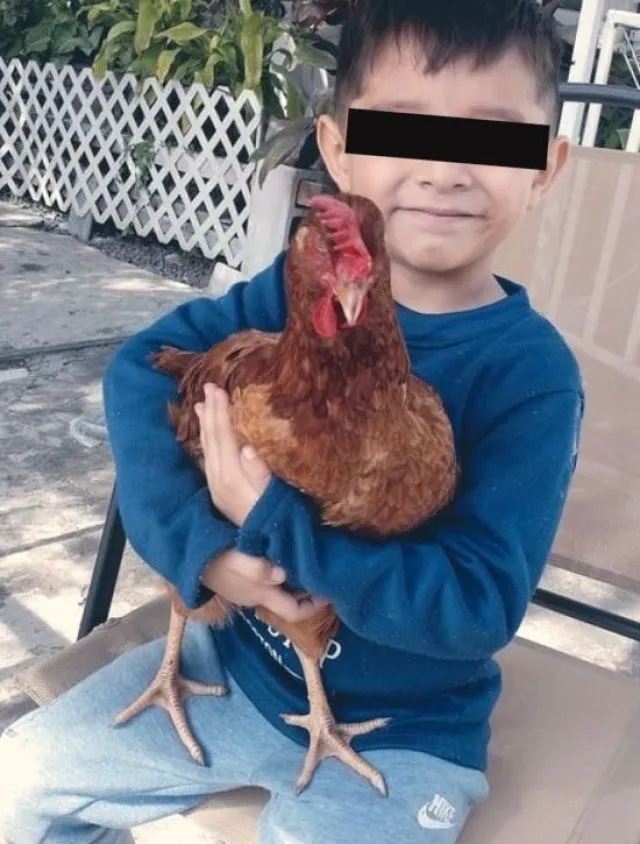 Niño Localiza a Su Gallina Mascota en Nuevo León 