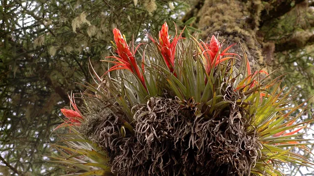 Plantas desaparecen a ritmo acelerado en el planeta