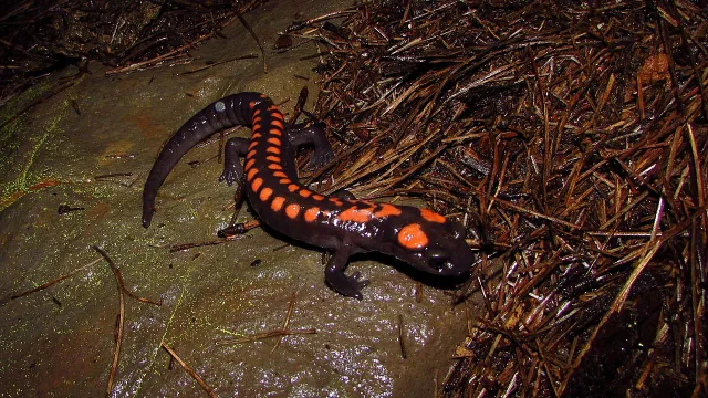 Alertan por riesgo de extinción de anfibios en México