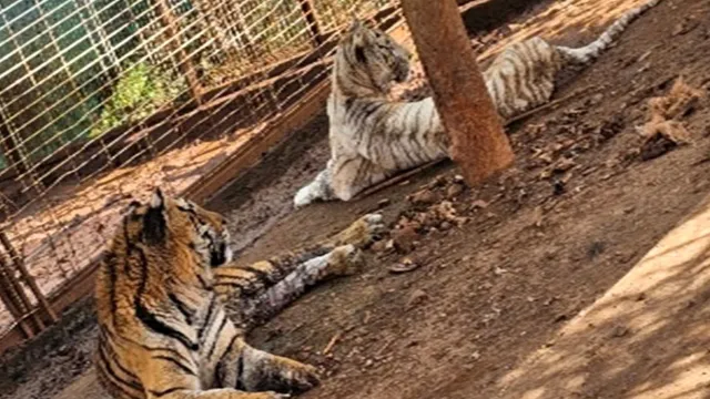 Dentro del predio, aseguraron un tigre de bengala, un tigre albino y cinco jaguares