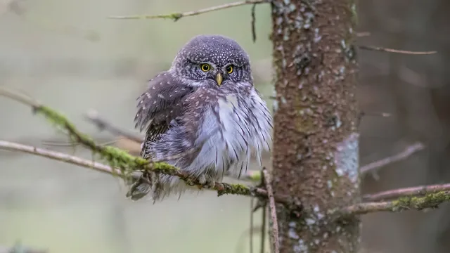 Búho en la rama de un árbol