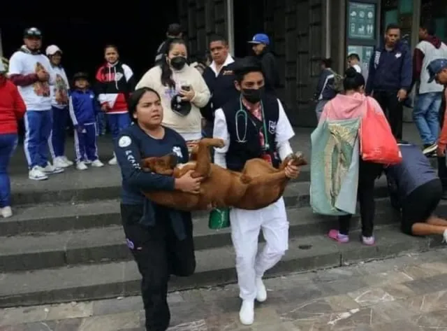 Perrito peregrino se desvaneció en la Basílica de Guadalupe