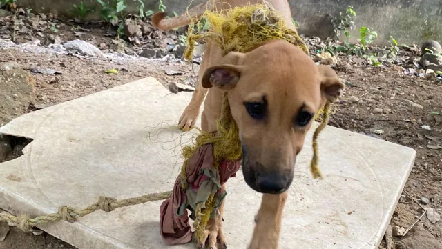 Perrito Timotheo golpeado al defender a su dueño