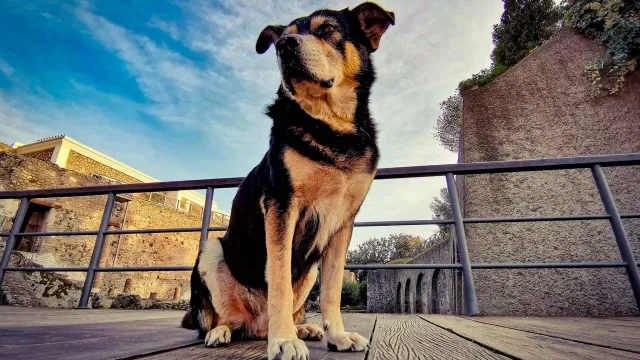 Muere argo, perro callejero de Pompeya