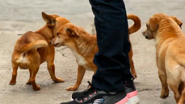 doña carmelita preocupada por sus perros ahora que se ausentará