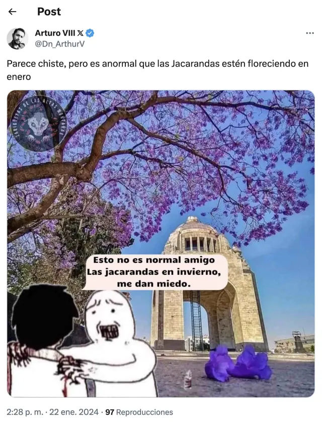 Meme sobre las jacarandas de la Ciudad de México