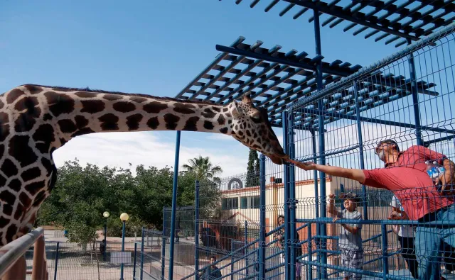 Benito, un ejemplo de resiliencia y cambio en la protección animal