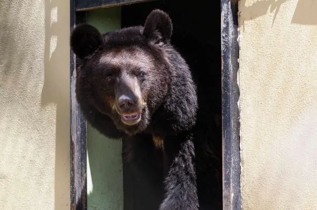 Oso rescatado de un zoológico en un santuario de Jordania