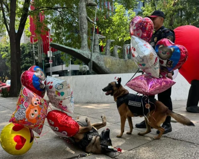 Perros policía de PBI en CDMX celebrando San Valentín