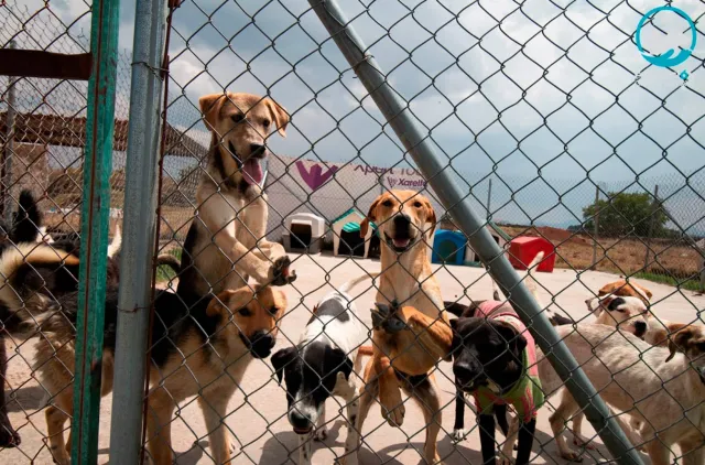 Perros rescatados requieren atenciones especiales