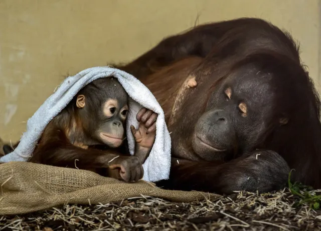 Orangutanes en un zoológico de Austria