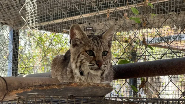 Lince resguardado en Tamatán, Ciudad Victoria. Fotografía: Gobierno del Estado de Tamaulipas