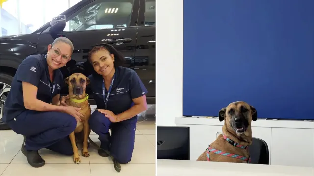Tucson Prime fue adoptado por una agencia de Hyundai