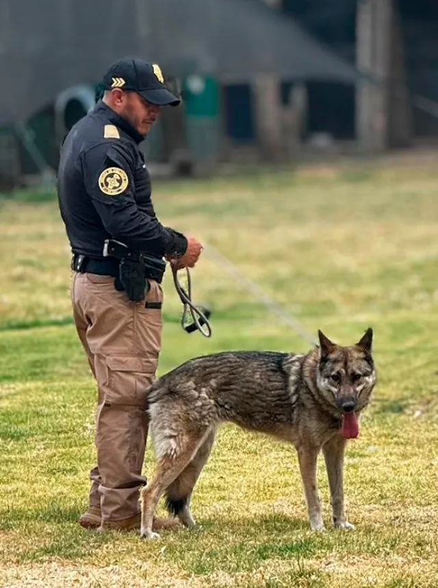 Isis el perro lobo de San Juan de Aragón