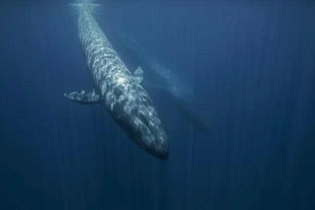 Ballena azul joven captada en la profundidad del océano