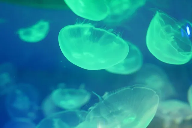 Medusas bioluminiscentes