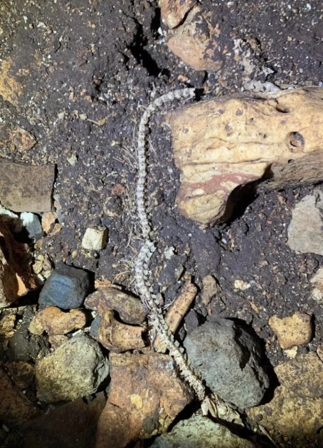 Familia Encuentra Cenote Debajo de su Casa en Yucatán 