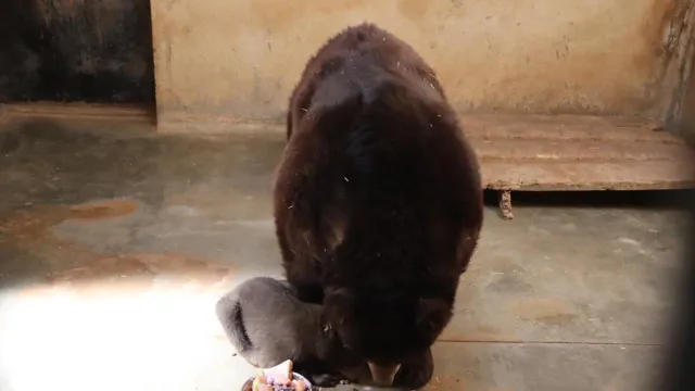 Osito negro nace en el Zoológico de Morelia