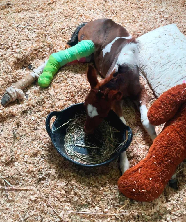 La recuperación de Almendrita, un desafío.